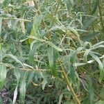 Salix viminalis Листок