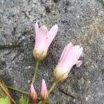 Lysimachia tenella 花