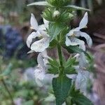 Stachys spinulosa Blodyn