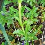 Veronica fruticans Foglia