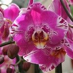 Phalaenopsis spp. Flower