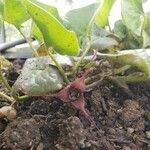 Asarum caudatum Çiçek