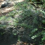 Osteomeles anthyllidifolia Hábito