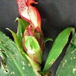 Costus laevis Drugo