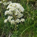 Saxifraga hostii Flower