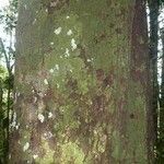 Pouteria cayennensis Kabuk
