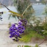 Hardenbergia comptoniana Flower