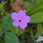 Eudianthe coeli-rosa Flower