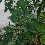 Chenopodium ficifolium 葉