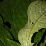 Besleria trichostegia Leaf