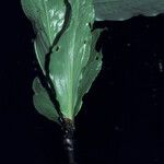 Costus claviger Leaf