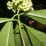 Ardisia opegrapha Fruit