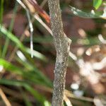 Zanthoxylum clava-herculis چھال