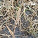 Phragmites australis Blad