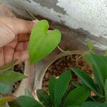 Dioscorea bulbifera Foglia