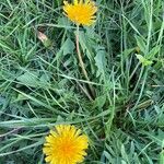 Taraxacum cucullatiforme 花