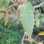 Quercus canariensis Leaf