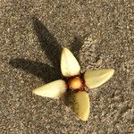 Rhizophora mucronata 花