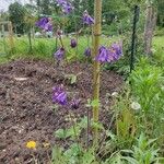 Aquilegia vulgarisFlower