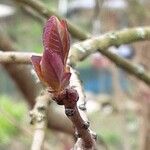 Cotinus coggygria Folha