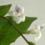 Asystasia gangetica Virág