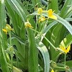 Hypoxis hirsuta Foglia