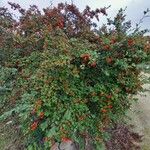 Cotoneaster glaucophyllus 形态