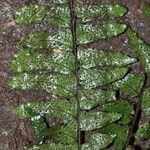 Triplophyllum securidiforme पत्ता