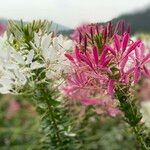 Cleome spinosa Flor