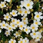 Cistus umbellatus Blomst