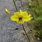 Verbascum blattariaLorea