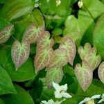 Epimedium alpinum Fuelha