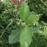 Doliocarpus multiflorus Leaf