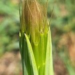 Geropogon hybridus Λουλούδι