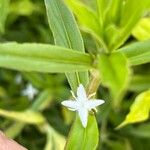 Diodia virginiana Flower