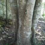 Tabebuia pallida Rinde