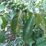 Coffea arabica Leaf