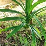 Pandanus amaryllifolius Roxb.Leaf