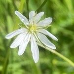 Stellaria graminea Blüte