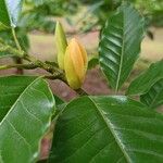 Magnolia champaca പുഷ്പം