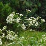 Stevia ovata Plante entière