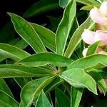 Lupinus polyphyllus Feuille