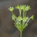 Campynemanthe parva Fruto
