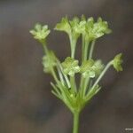 Campynemanthe parva Fruit