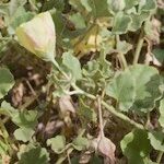 Malvella leprosa Other