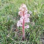 Orobanche crenata Fiore