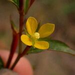 Ludwigia hyssopifolia Egyéb