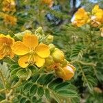 Senna multiglandulosa പുഷ്പം