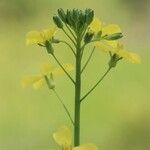 Bunias erucago Habitus