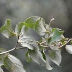 Gouania hypoglauca Leaf